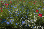 Poppy (Papaver spec.)