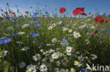 Poppy (Papaver spec.)