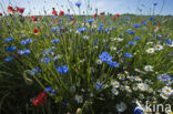 Poppy (Papaver spec.)