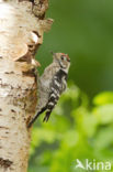 Lesser Spotted Woodpecker (Dendrocopos minor)