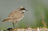 Kleine Plevier (Charadrius dubius)