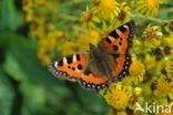 Kleine vos (Aglais urticae)