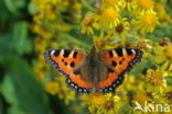 Kleine vos (Aglais urticae)