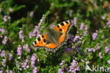 Kleine vos (Aglais urticae)