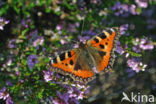 Kleine vos (Aglais urticae)