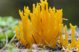 Kleverig koraalzwammetje (Calocera viscosa)