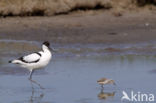 Pied Avocet (Recurvirostra avosetta)