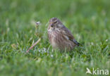 Eurasian Linnet (Carduelis cannabina)