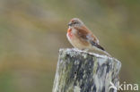 Eurasian Linnet (Carduelis cannabina)