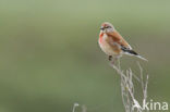 Eurasian Linnet (Carduelis cannabina)