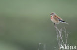 Eurasian Linnet (Carduelis cannabina)