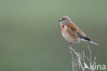 Eurasian Linnet (Carduelis cannabina)