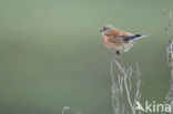 Eurasian Linnet (Carduelis cannabina)