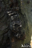 Daldinia concentrica