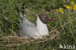 Black-headed Gull (Larus ridibundus)