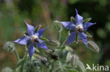 Borage (Borago officinalis)