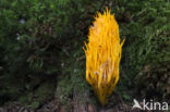 Coral (Clavulinopsis cinerioides)