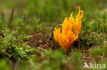 Koraalzwam (Clavulinopsis cinerioides)