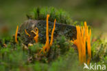 Coral (Clavulinopsis cinerioides)