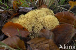 Koraalzwam (Ramaria flavoides)