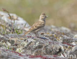 Short-toed Lark (Calandrella brachydactyla)