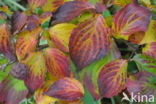 Kousa dogwood (Cornus kousa)