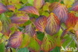 Kousa dogwood (Cornus kousa)