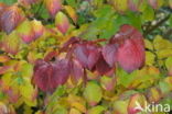 Kousa dogwood (Cornus kousa)