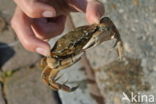 crab