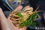 crab