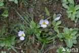 Lesser Waterplantain (Echinodorus repens)