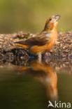 Red Crossbill (Loxia curvirostra)