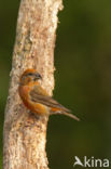 Red Crossbill (Loxia curvirostra)