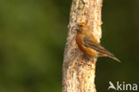 Red Crossbill (Loxia curvirostra)