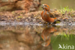 Red Crossbill (Loxia curvirostra)