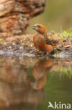 Red Crossbill (Loxia curvirostra)