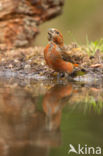 Red Crossbill (Loxia curvirostra)