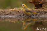 Red Crossbill (Loxia curvirostra)