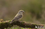 Red Crossbill (Loxia curvirostra)