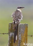 Kuifkoekoek (Clamator glandarius)