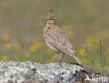 Kuifleeuwerik (Galerida cristata)