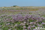 Common Sea Lavender (Limonium vulgare)