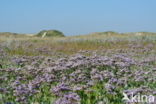 Common Sea Lavender (Limonium vulgare)