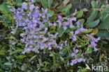 Common Sea Lavender (Limonium vulgare)