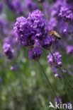 lavender (Lavandula spec.)