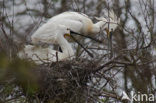 Lepelaar (Platalea leucorodia)