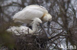 Eurasian Spoonbill (Platalea leucorodia)