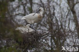 Lepelaar (Platalea leucorodia)