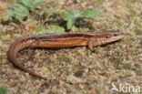 Levendbarende hagedis (Zootoca vivipara) 