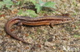 Viviparous Lizard (Zootoca vivipara)